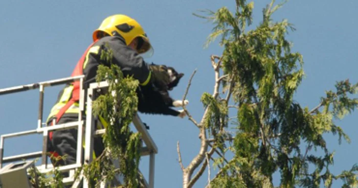 Neamţ: Pisicile „aventuriere“, părăsite de pompieri