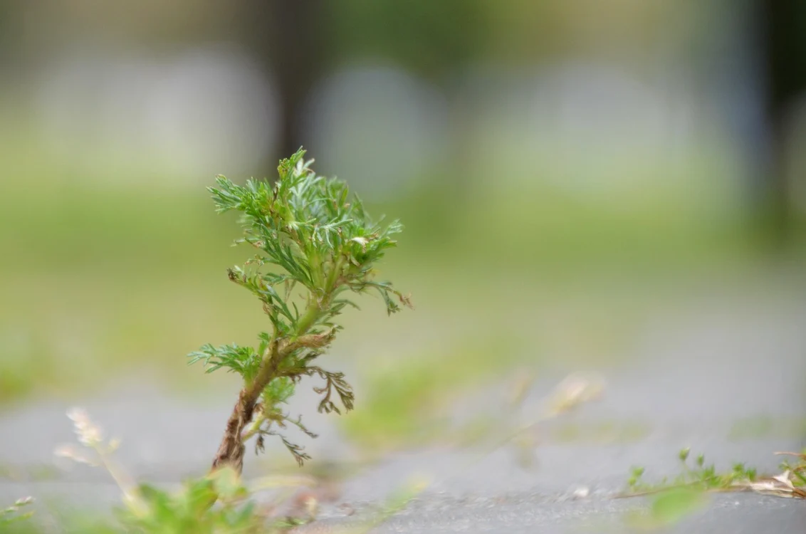 Pelinul este foarte bun pentru digestie / foto: Pixabay