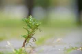 capillary wormwood 6400039 1280 jpg