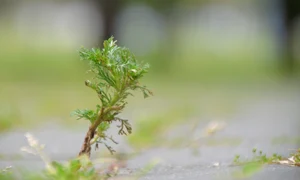 capillary wormwood 6400039 1280 jpg