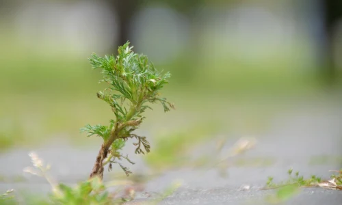 capillary wormwood 6400039 1280 jpg