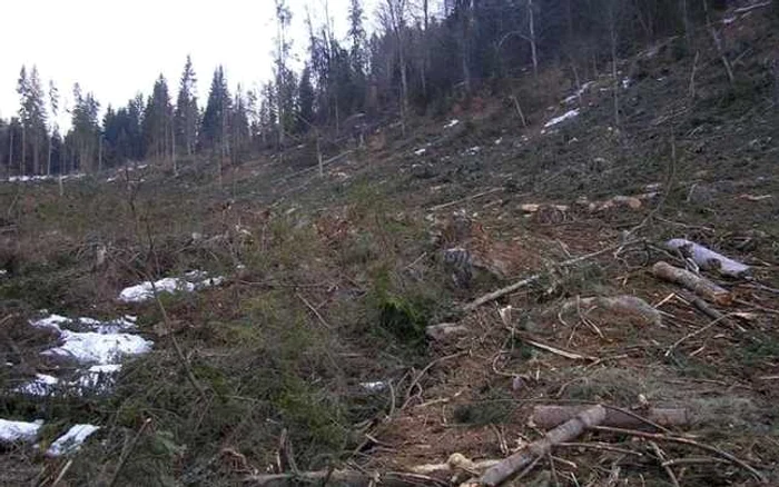 Ţinta principală a terenului de la Nadeş o reprezintă exploatarea ilegală a pădurilor