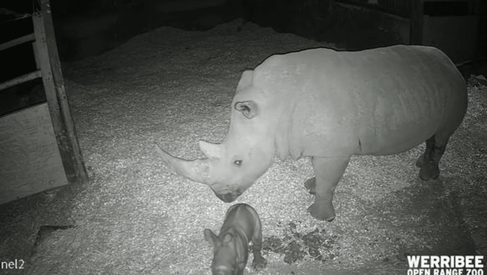 Un pui de rinocer alb s-a născut la un Zoo din Australia. Reacția mamei, îngrijorătoare