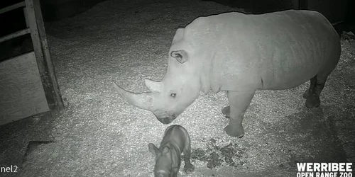 Rinocer australia jpg