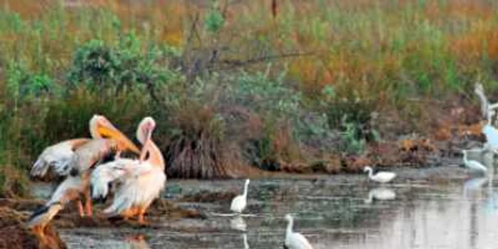 Săptămâna curăţeniei în Delta Dunării