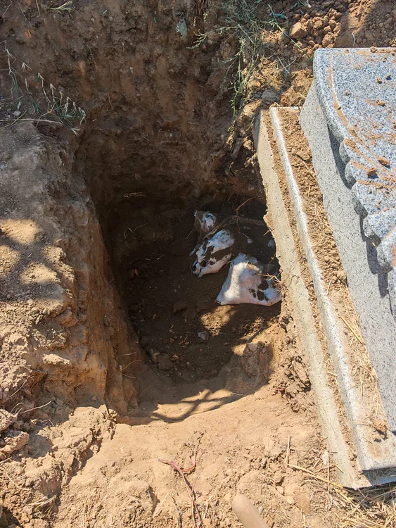 Saci cu oase au fost descoperite îngropate în cimitrul Strehareți