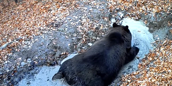 Un urs se bălăcește într-o pădure din Parcul Natural Bucegi