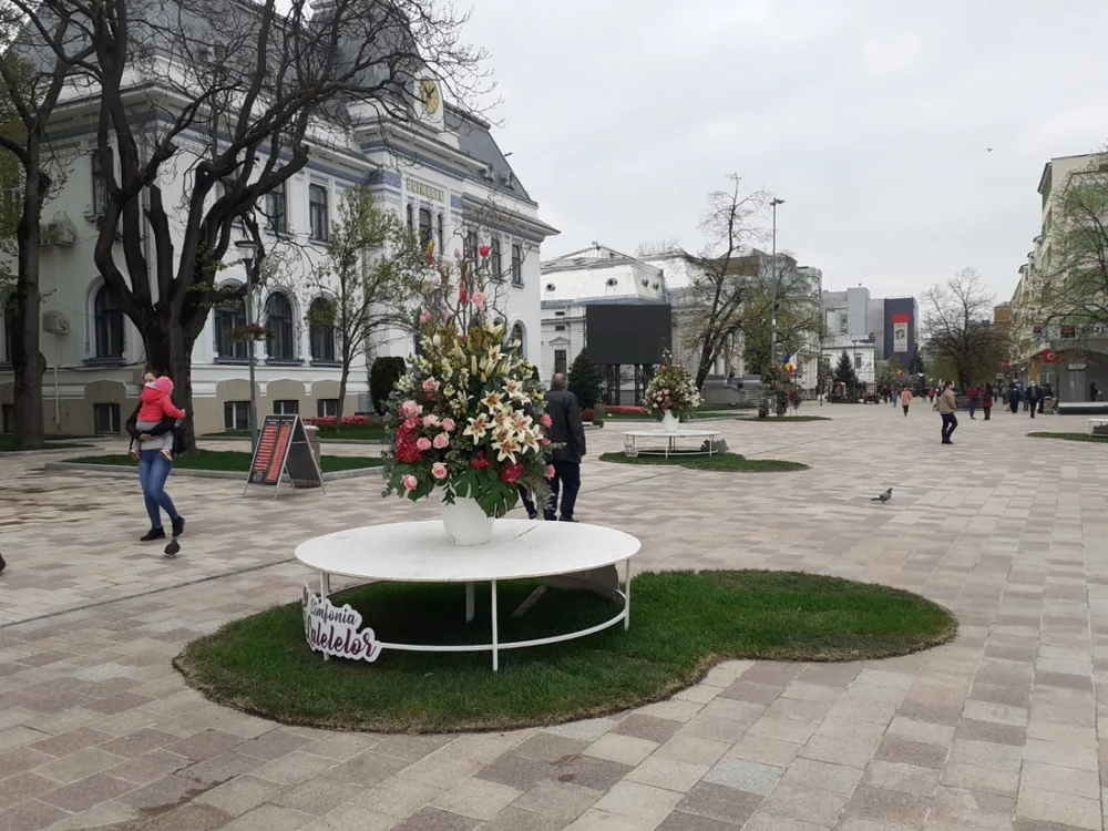 Fiindcă spaţiu verde n-a prea mai rămas în Piaţa
Primăriei Piteşti, gazonul pentru Simfonia Lalelelor a
fost pus pe pavele