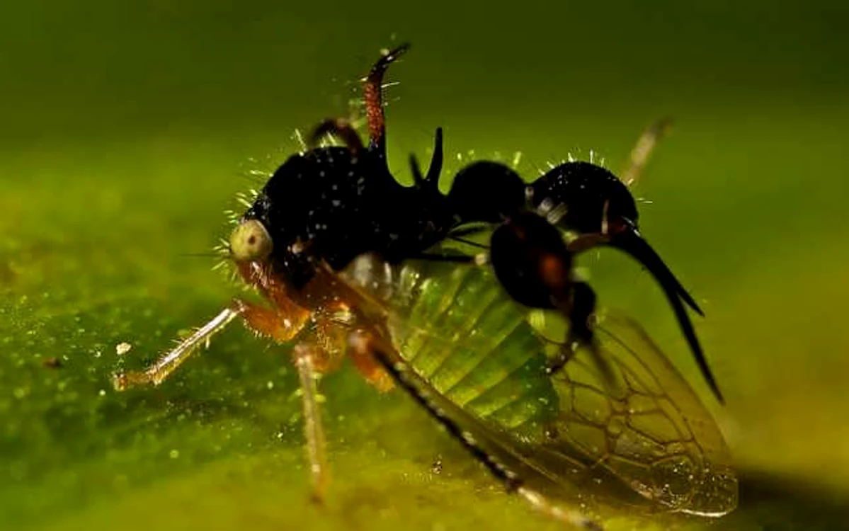 Cyphonia Clavata