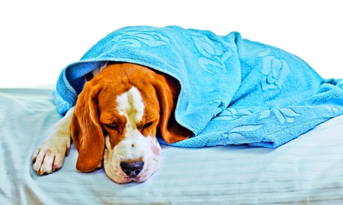 1 62178 original jpg jpeg