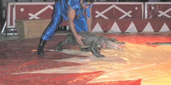 Crocodilul rănit face show şi la Iulius Mall