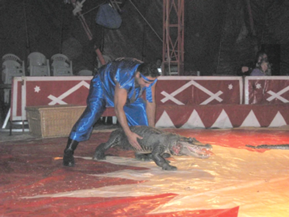 Crocodilul rănit face show şi la Iulius Mall