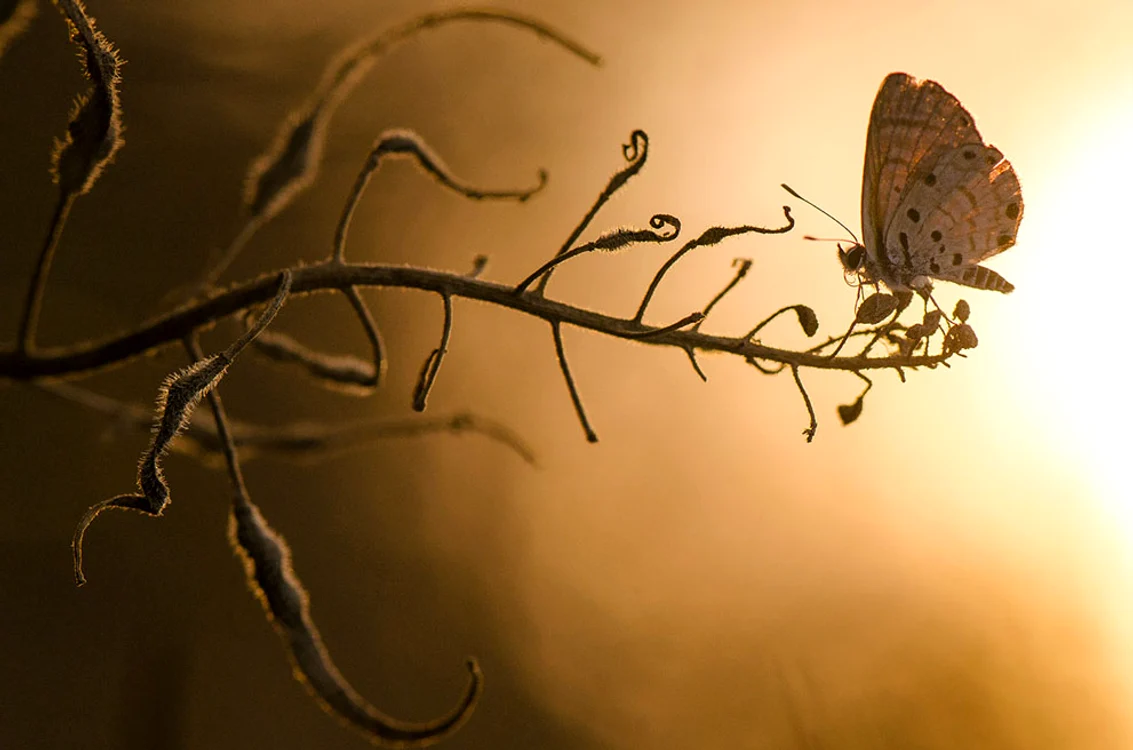 National Geographic