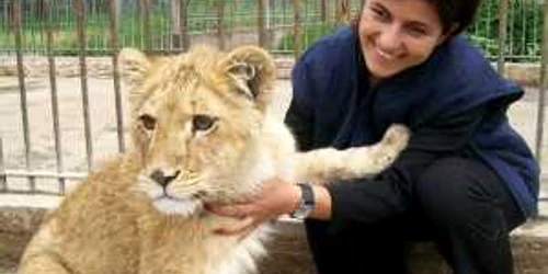 Copiii vin azi la Zoo să găsească nume potrivite puilor de lei