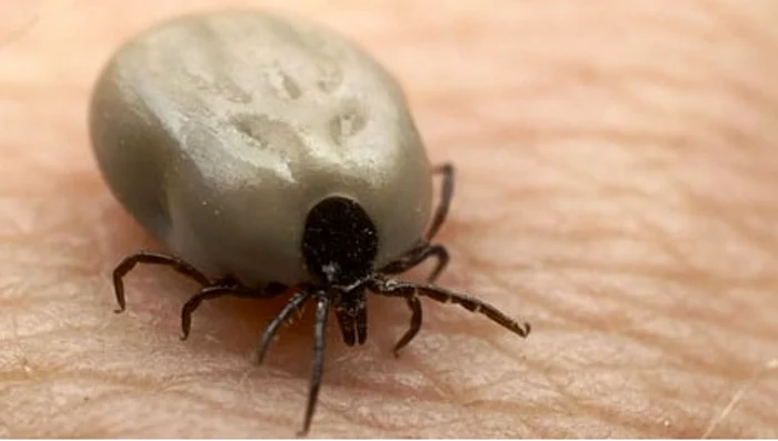 
    Ce facem după mușcătura de căpușă: Insecta trebuie îndepărtată imediatfoto: tradecomia.ro  