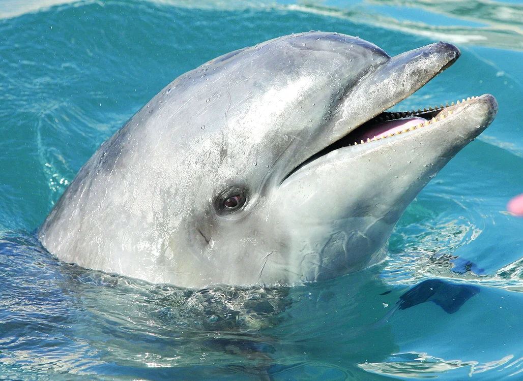 
    Delfin  