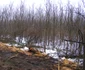 Pădurea