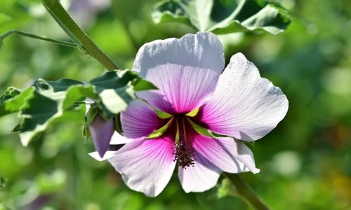 1 nalba mare jpg jpeg