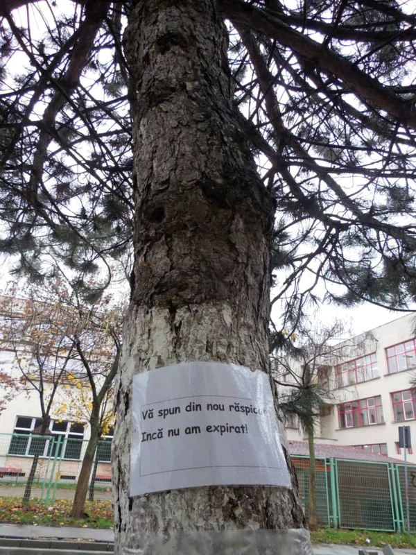 Mesaje pe copacii de pe Aleea Azurului 