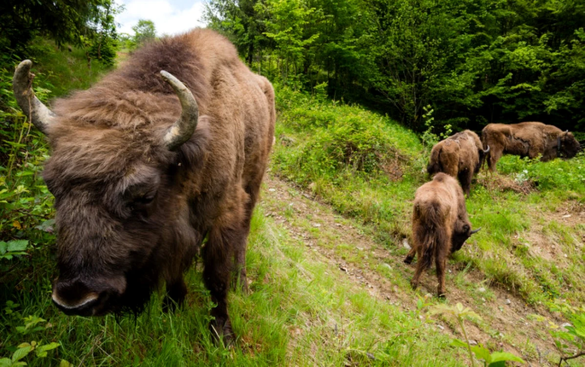 FOTO: SergioPitamitz / WWF România.