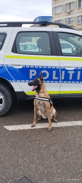 Daga, un ciobănesc belgian, a găsit un întreg arsenal arme în locuinţa unui bărbat