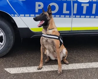 Daga, câinele polițist care a descoperit arme în locuința unui bărbat FOTO: IPJ Buzău