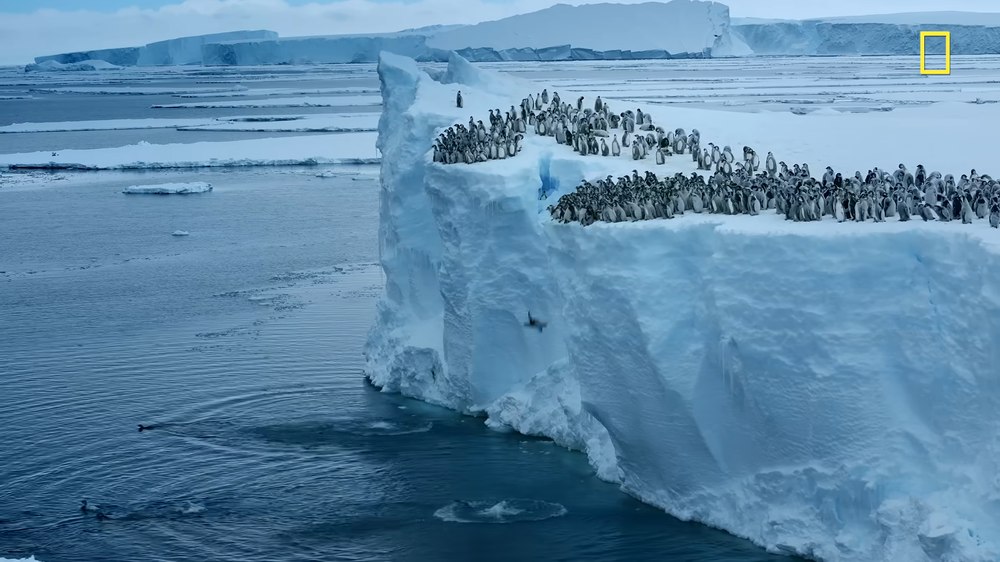 Moment spectaculos surprins de o dronă în Antarctica. Puii de pinguin sar în apă de la 15 metri înălțime