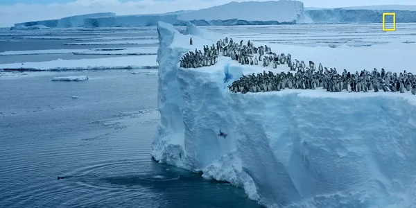 Moment spectaculos surprins de o dronă în Antarctica. Puii de pinguin sar în apă de la 15 metri înălțime