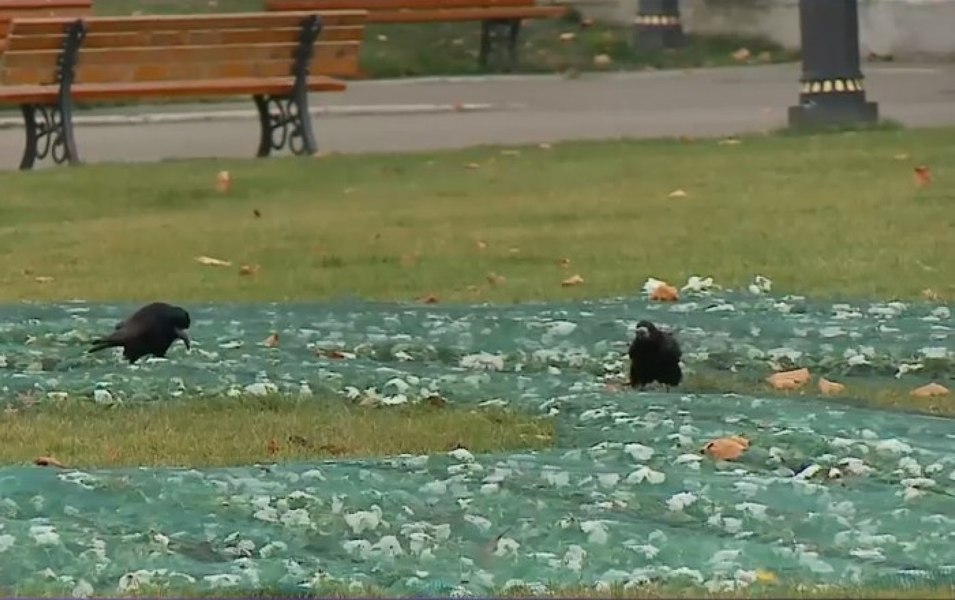 Un parc din Râmnicu-Sărat, închis din cauza ciorilor. Metoda găsită pentru alungarea lor