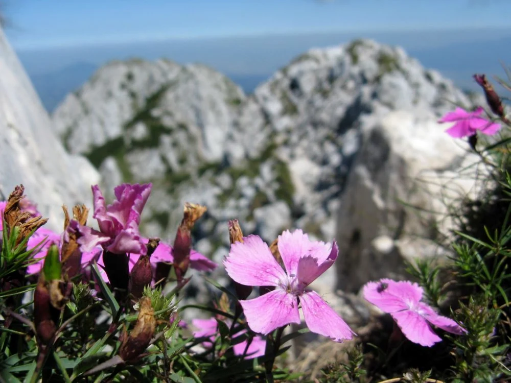 Plante rare din Romania Garofita Piatra Craiului FOTO summitpost.org