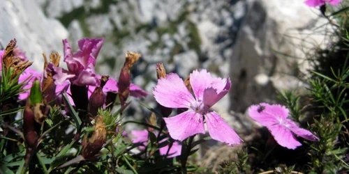 Plante rare din Romania Garofita Piatra Craiului FOTO summitpost.org