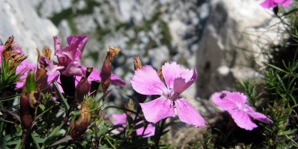 Plante rare din Romania Garofita Piatra Craiului FOTO summitpost.org