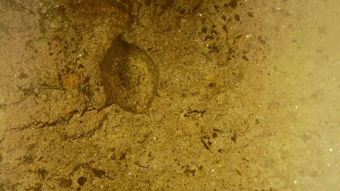 Amprenta unei semințe de acum aproape 2.500 de ani, descoperită în Neamț (© Facebook / Vasile Diaconu - archaeologist)