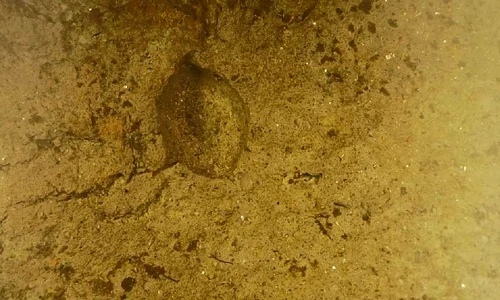 Amprenta unei semințe de acum aproape 2.500 de ani, descoperită în Neamț (© Facebook / Vasile Diaconu - archaeologist)