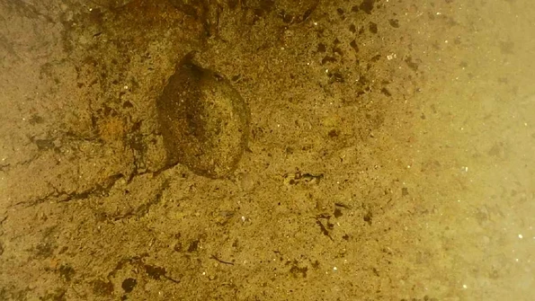 Amprenta unei semințe de acum aproape 2.500 de ani, descoperită în Neamț (© Facebook / Vasile Diaconu - archaeologist)