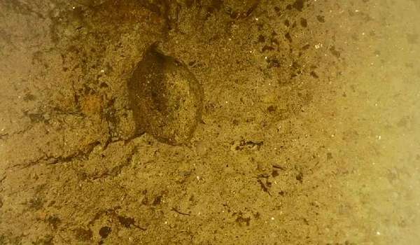 Amprenta unei semințe de acum aproape 2.500 de ani, descoperită în Neamț (© Facebook / Vasile Diaconu - archaeologist)