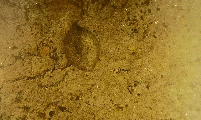 Amprenta unei semințe de acum aproape 2.500 de ani, descoperită în Neamț (© Facebook / Vasile Diaconu - archaeologist)
