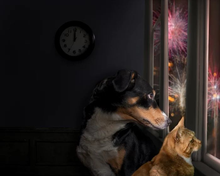 Aveți grijă cum ieșiți cu animalele de companie afară FOTO Shutterstock