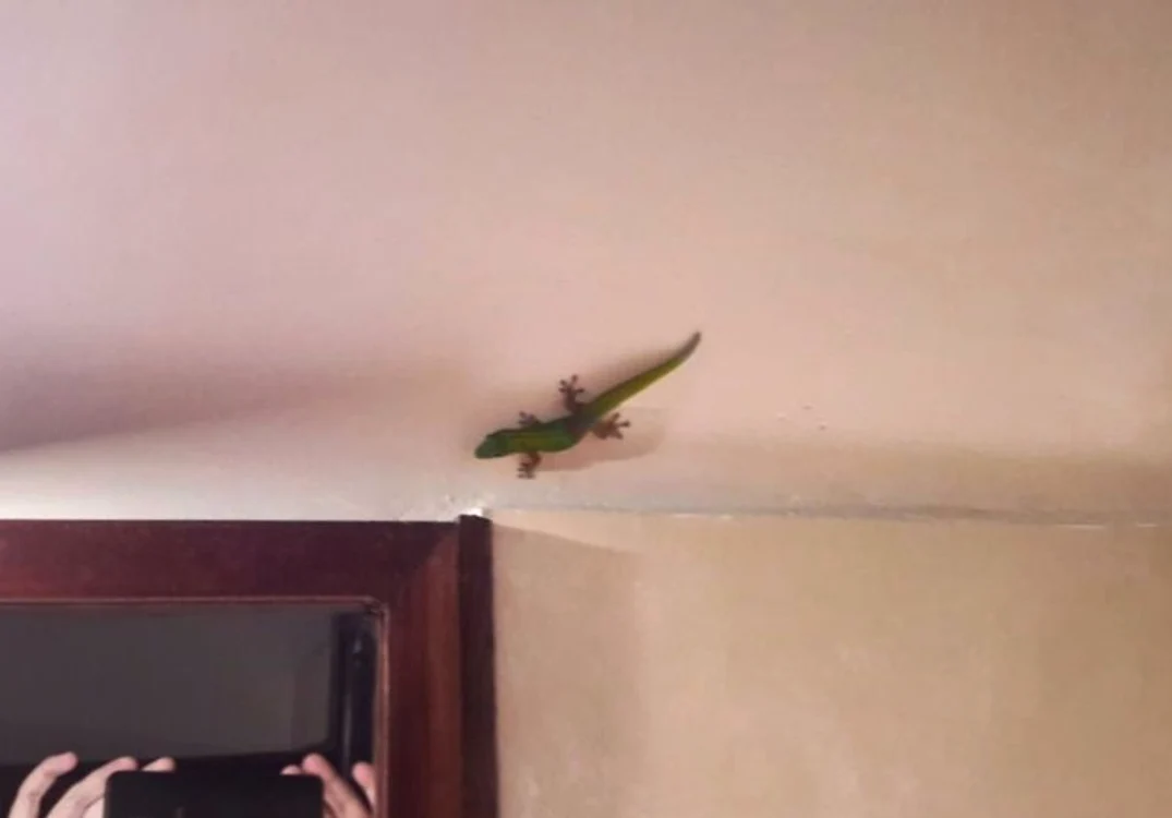 Octavian a pozat şopârla din camera lui