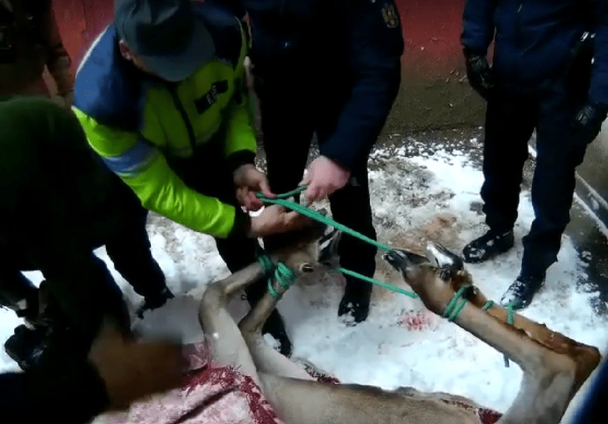 O căprioară rănită, blocată în curtea unei fabrici, a fost salvată de jandarmii din Brașov VIDEO
