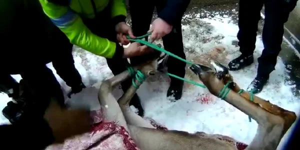 caprioara salvata IJJ Brasov jpg