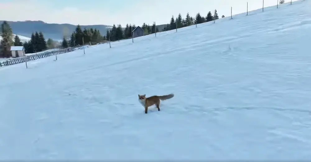 Cum reacționează o vulpe când este urmărită de o dronă în munții din Suceava VIDEO