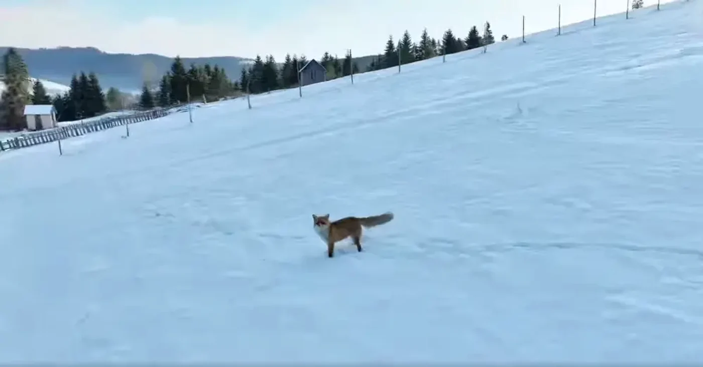 Vulpea privește cu nedumerire la drona care o urmărește FOTO captură video Casian Mitu