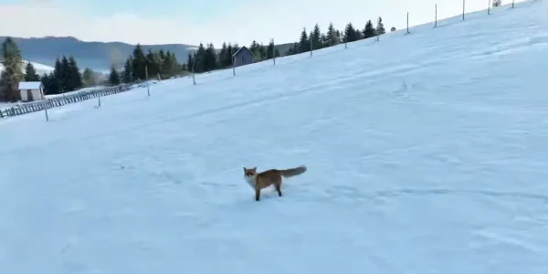 vulpe urmarita de drona FOTO captura video Casian Mitu webp