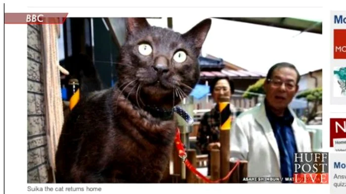 Pisica s-a reunit cu stăpânii săi FOTO Captura BBC
