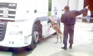 Câinii polițiști nu au  putut detecta marfa, din  cauza faptului că  drogurile erau ”îmbibate” cu condimente iuți jpeg