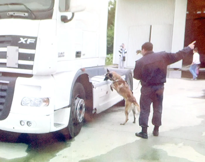 Câinii polițiști nu au  putut detecta marfa, din  cauza faptului că  drogurile erau ”îmbibate” cu condimente iuți