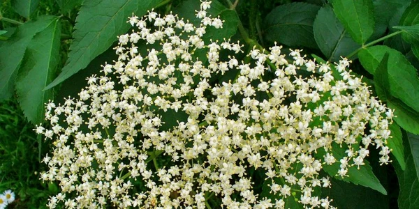 soc regiuplant.ro