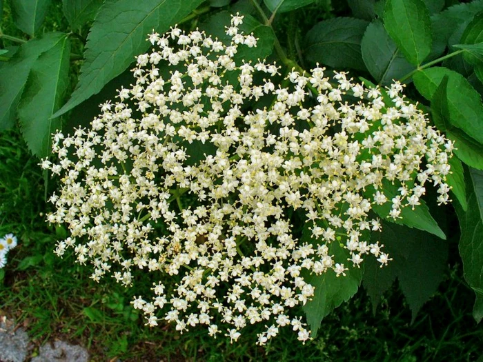 Foto: regiuplant.ro