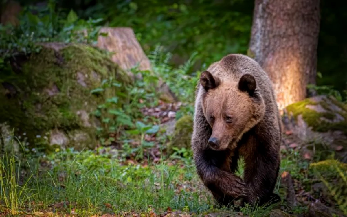 FOTO: Adevărul